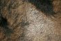 detoxing scalp